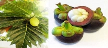 Trị tiểu đường và cao huyết áp từ măng cụt và xa kê